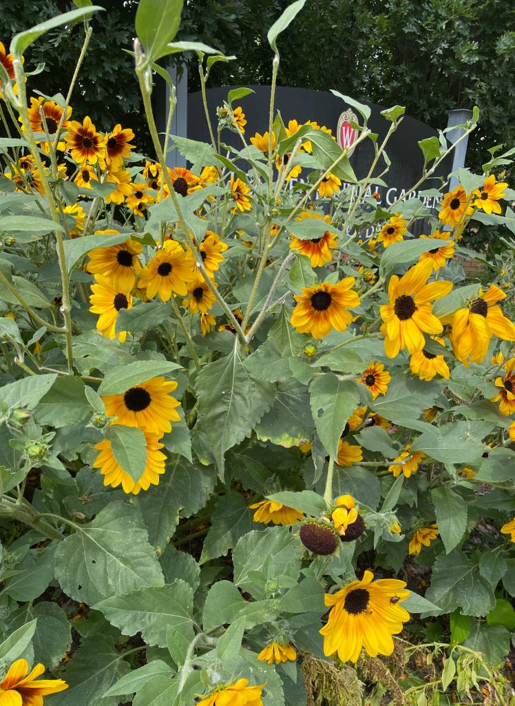 Plant name: Sunflower Helianthus annuus 